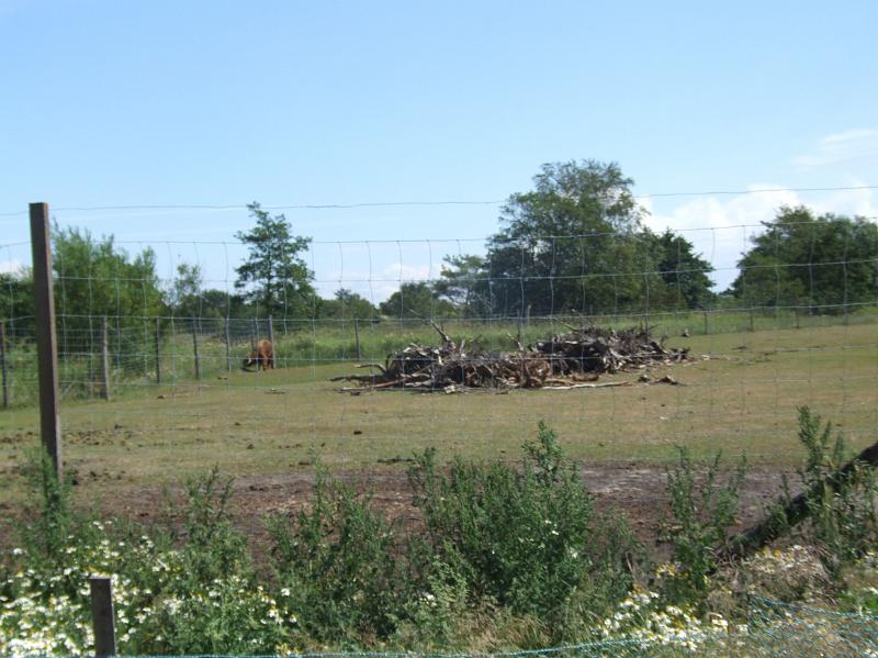 Sofia i  FarmFun 162.jpg